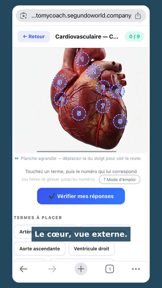 Une planche du cœur annotée au doigt